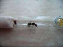 Camponotus spec. 1
