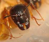 Camponotus sp.