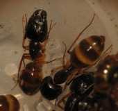 Camponotus sp.