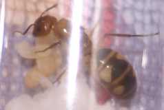 Camponotus substitutus