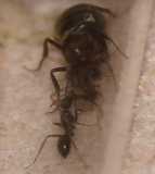 Camponotus blandus