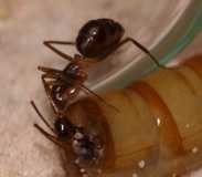 Camponotus substitutus