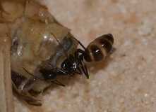 Camponotus aethiops