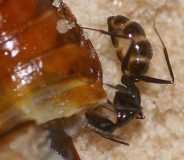 Camponotus aethiops