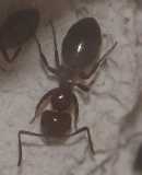 Camponotus lateralis