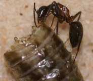 Camponotus ligniperda