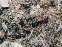 Camponotus ligniperda (Deutschlands größte Ameisenart)