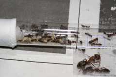 Camponotus blandus sp.