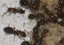 Camponotus lateralis