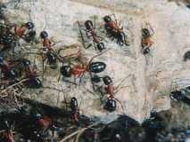 Camponotus ligniperda (Deutschlands größte Ameisenart)