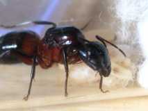 Camponotus ligniperda queen