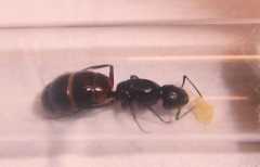 Camponotus ligniperda Königin