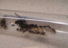 Camponotus cf. atriceps