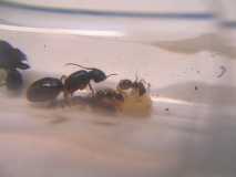 Camponotus cf. atriceps Gyne