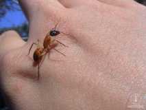 Camponotus sp.  aus Westaustralien