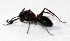Worker Camponotus