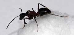 Camponotus worker