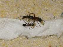 Camponotus ligniperda