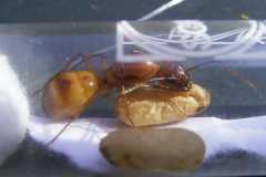 Camponotus (Tanaemyrmex) festinatus
