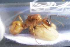 Camponotus (Tanaemyrmex) festinatus