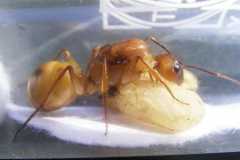 Camponotus (Tanaemyrmex) festinatus