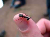 Camponotus herculeanus Major.