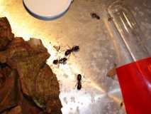 Camponotus ligniperda