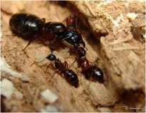 Camponotus herculeanus