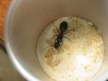 Camponotus de Argentina