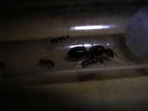 Camponotus aethiops