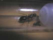 Camponotus aethiops