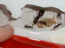 Camponotus herculeanus