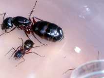 Camponotus herculeanus