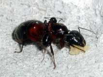 Camponotus ligniperdus