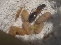 Camponotus sp. 1 Kenia (Ostafrika)