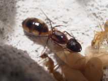 Camponotus sp. 1 Kenia (Ostafrika)