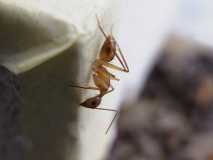 Camponotus sp. 1 Kenia (Ostafrika)