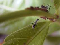 Camponotus sp. 2 Kenia (Ostafrika)