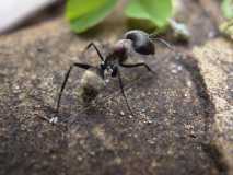 Camponotus sp. 2 Kenia (Ostafrika)