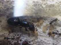 Camponotus sp. 3 Kenia (Ostafrika)