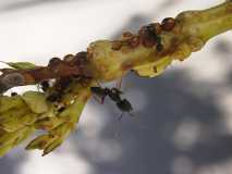 Camponotus sp. 3 Kenia (Ostafrika)