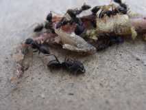 Camponotus sp. 3 Kenia (Ostafrika)
