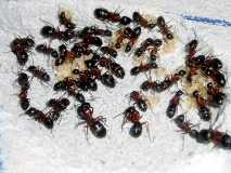 Camponotus herculeanus 3