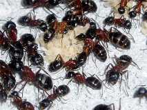 Camponotus herculeanus 4