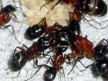 Camponotus herculeanus 7