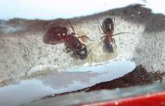 Larven und Eier von meinen Camponotus ligniperda