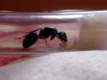 Camponotus herculeanus 8