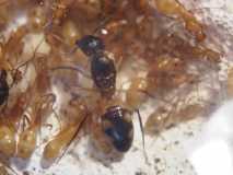 Camponotus sp. 2 Kenia (Ostafrika)