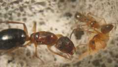 Camponotus festinatus / queen + workers + brood