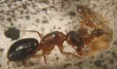 Camponotus festinatus / queen + workers + brood
